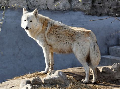 Canis Lupus Albus Tundra Wolf In Moscow Zoo