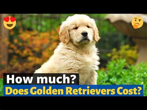 Like many things in life, when it comes to buying a golden retriever puppy, you get what you pay for. How Much does a Golden Retriever cost? Complete Buyers ...