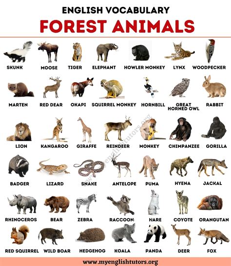 Forest Animals List Of 40 Animals Living In The Forest My English
