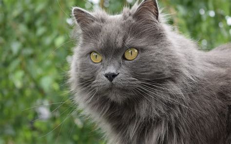 1920x1080px 1080p Free Download Gray Fluffy Cat Green Eyes Cute