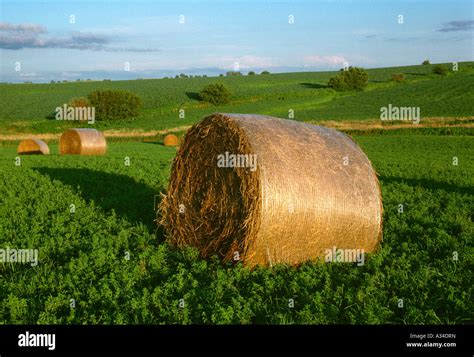 Agriculture Large Round Wrapped Alfalfa Hay Bales In A Rolling Green