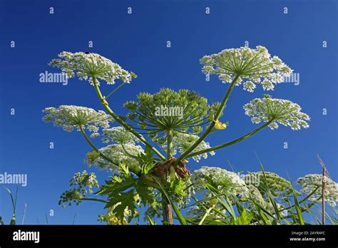 Giant Hogweed Heracleum Mantegazzianum Inflorescence Netherlands