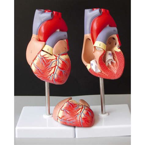 Human Heart Anatomical Anatomy Teaching Model Viscera Medical Organ