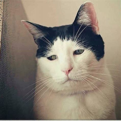 😻that Would Have To Be The Saddest Face I Have Ever Seen Cats Cat