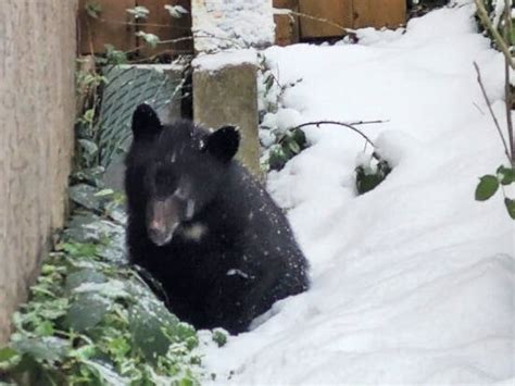 Wildlife advocates work together to rescue orphaned bear cub on ...