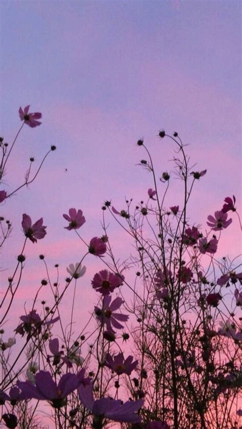 Flowers And Sky Aesthetic Wallpapers 1000 In 2020 Sky Aesthetic