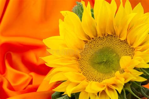 Beautiful Yellow Sunflowers Flowers On Bright Background And Sunflower
