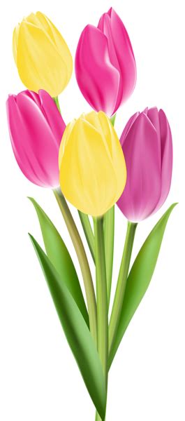 Tulips Png Image Flower Clipart Flower Phone Wallpaper Cartoon Flowers