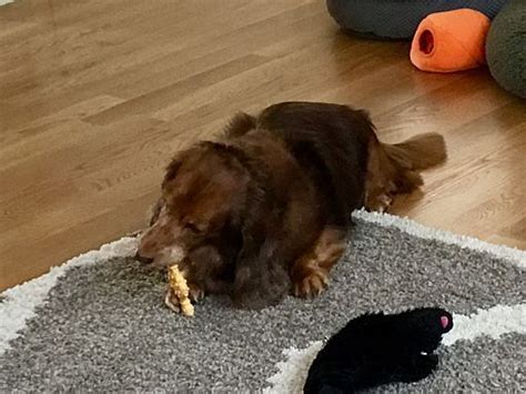 Usually known as the most difficult or most challenging part of adopting a pet, the adoption process is actually pretty easy once you get to know what to expect. Nashua, NH - Dachshund. Meet Tootsie a Pet for Adoption ...