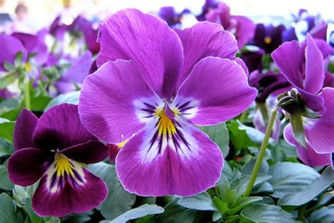 10 Gambar Bunga Warna Purpleunguviolet Gambar Top 10