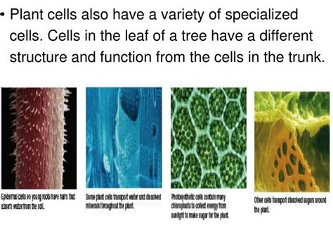 Ppt Specialized Cells Powerpoint Presentation Id2811256