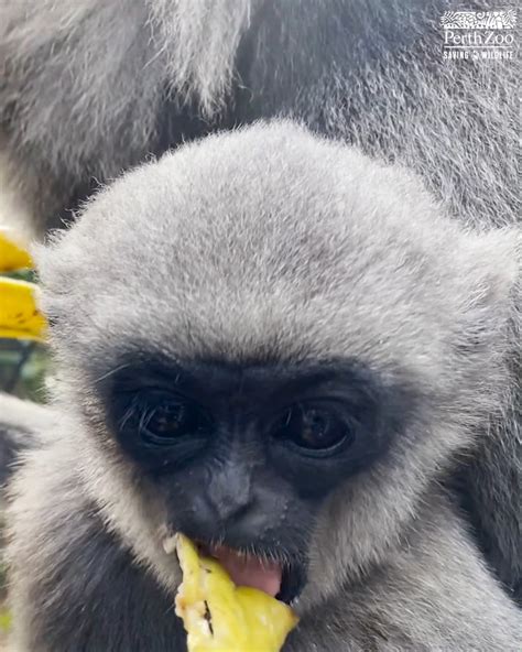 Asta The Javan Gibbon Eating Fruit Perth Zoo Fruit Perth Zoo