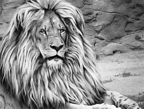 Beautiful Creatures Grayscale Adult Coloring Book Lion Coloring