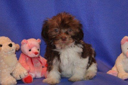 Our very first havanese puppy was a male, our precious buddy walter owen. chocolate-cream-havanese-puppies-for-sale-in-california.JPG (448×298) | Havanese puppies ...