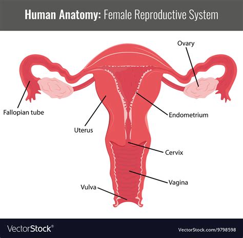 Female Reproductive System Detailed Anatomy Vector Image
