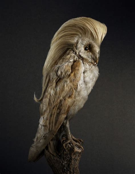 Photography Idea Birds With Hair Styles By Souverein Owl Bird Funny
