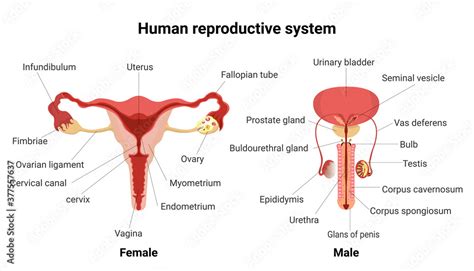 Male And Female Reproductive System With Main Parts Labeled Anatomy Human Anterior Views