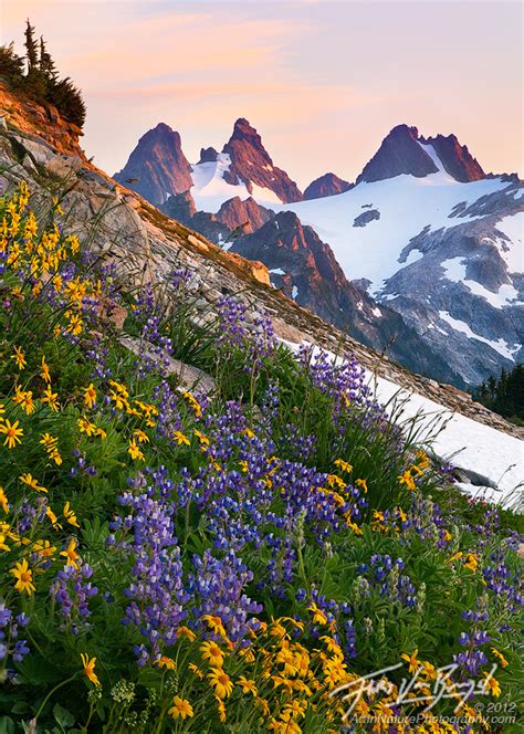 Alpine Wildflowers In The Cascades Alpine Lakes Wilderness Art In