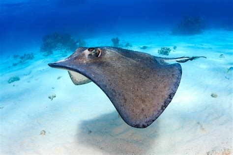 Stingray Sea Rays Are Stingrays Dangerous To Swim With