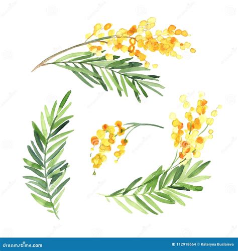 Set Of Watercolor Mimosa Flower Isolate On White Background Stock