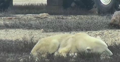Canadas Live Polar Bear Cam Is Back And Cuter Than Ever