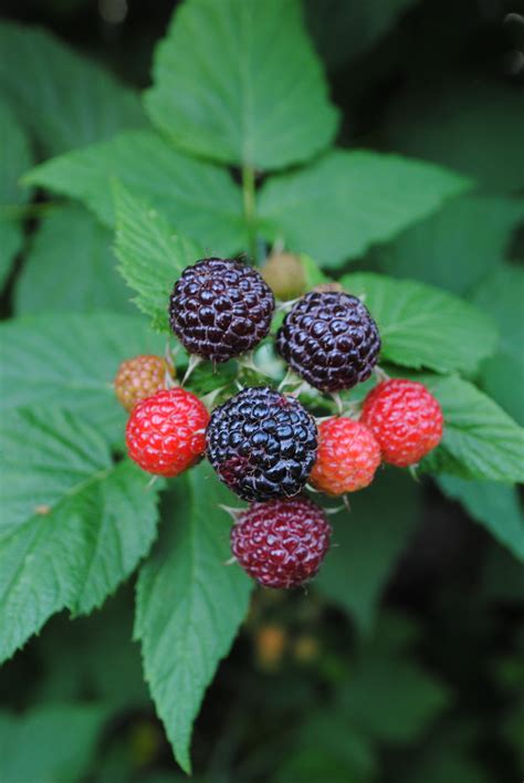 Free Images Fruit Berry Flower Bush Food Produce Black