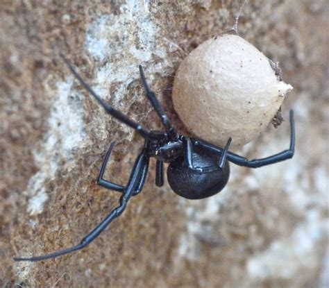 Southern Black Widow Female With Egg Sac Project Noah