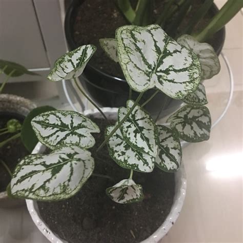 Caladium Humboldtii Mini White Elephant Ear Mini White In