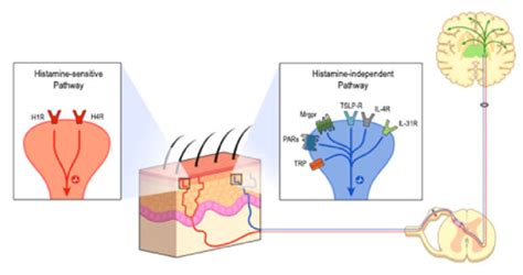 Itch Processing Itch Perception Is Initiated In The Skin By