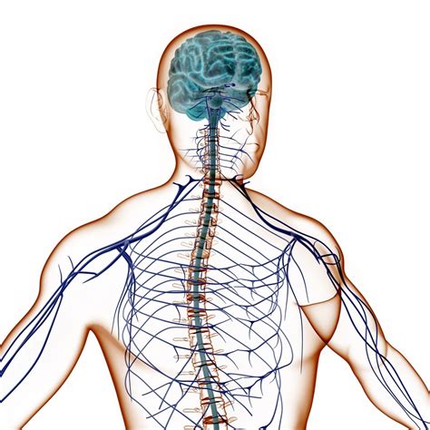 Нервная система человека | Анатомия человека | Моя медицина 24