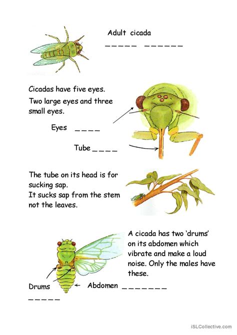 Cicadas Word Search English Esl Worksheets Pdf And Doc