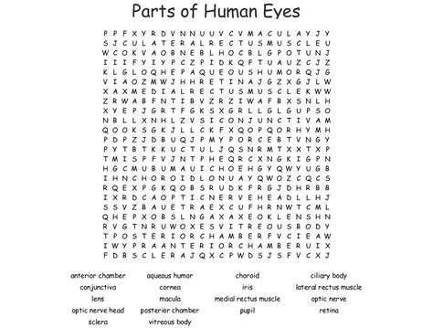 The Eye Vocabulary Crossword Wordmint
