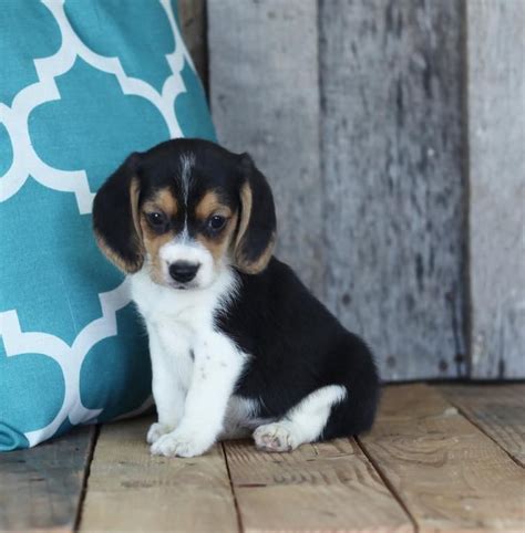 They make great family pets. Beagle Puppies For Sale | St. Louis, MO #121017 | Petzlover