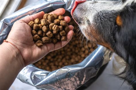 2 making a case for high fiber dog food. 10 Great Sources of Fiber for Dogs | Great Pet Care