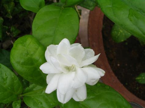 Malli Flower Madurai Single Petal