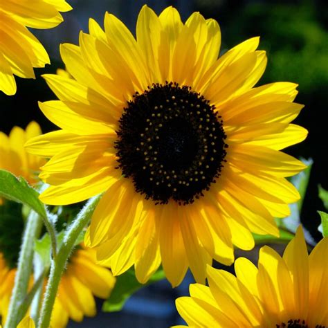 Sunspot Dwarf Sunflower Seeds OSC Seeds