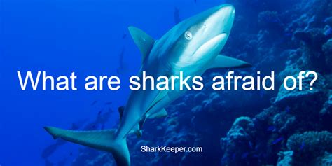 What Are Sharks Afraid Of Shark Keeper