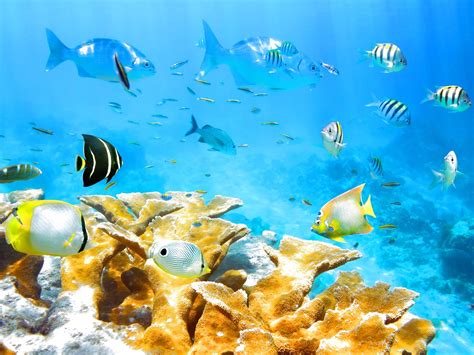 Wallpaper 1920x1440 Px Fish Fishes Nature Ocean Sea Sealife