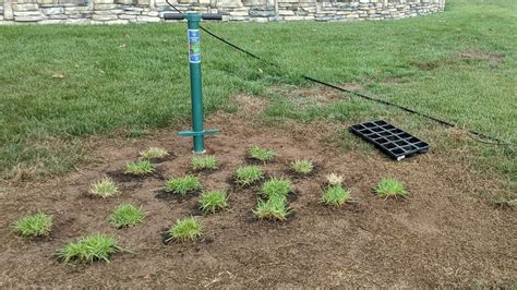 How To Take Zoysia Grass Plugs Compadre Zenith Zoysia Grass Seed Vs Plugs Part The Next Year