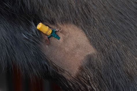 Horse Condition Area Ears