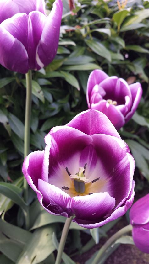 Fotos Gratis Flor Pétalo Tulipán Primavera Botánica Jardín