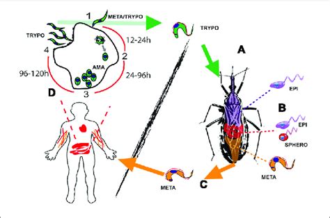 Life Cycle Of Trypanosoma Cruzi Bloodstream Trypomastigote Forms
