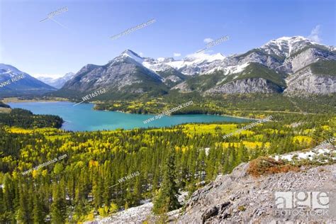 Turquoise Barrier Lake In Fall Surrounded By Yellow Aspen Trees Stock