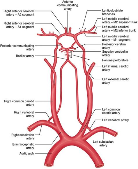 Vascular Neuroanatomy Basic Anatomy And Physiology Human Anatomy And