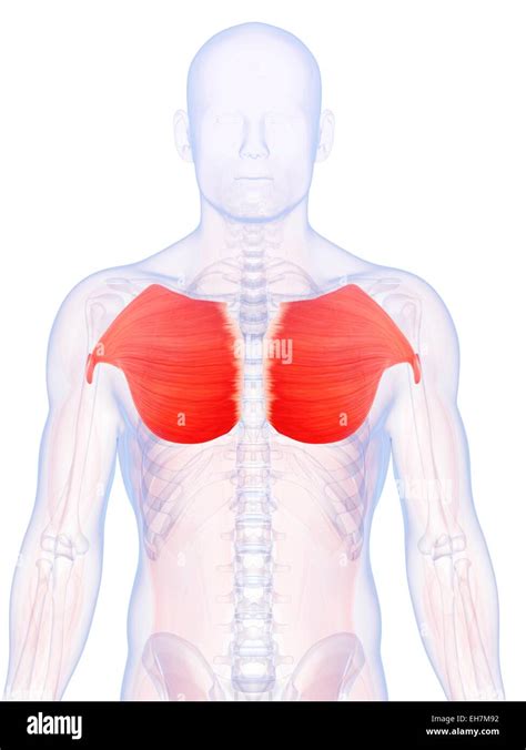 Human Chest Muscles Illustration Stock Photo Alamy