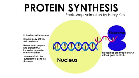 Protein Synthesis Animation Youtube