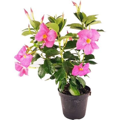 Dipladenia Or Mandevilla Fuchsia Flowerpot 14 Cm Gardenclick