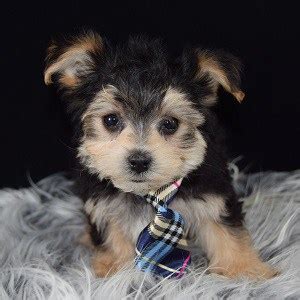 Visit shake a paw and let us unite your family with one of our very special puppies today puppies for sale in long island. Morkie Puppies for Sale in PA | Ridgewood's Morkie Puppy ...