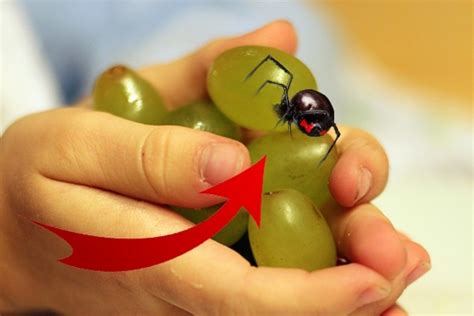 Wash the wound well with soap and water to help prevent infection. Black Widow Spiders Are Being Found In Supermarket Grapes ...