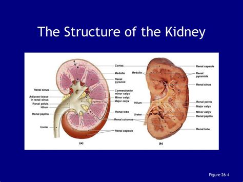 Ppt Chapter 26 The Urinary System Powerpoint Presentation Free